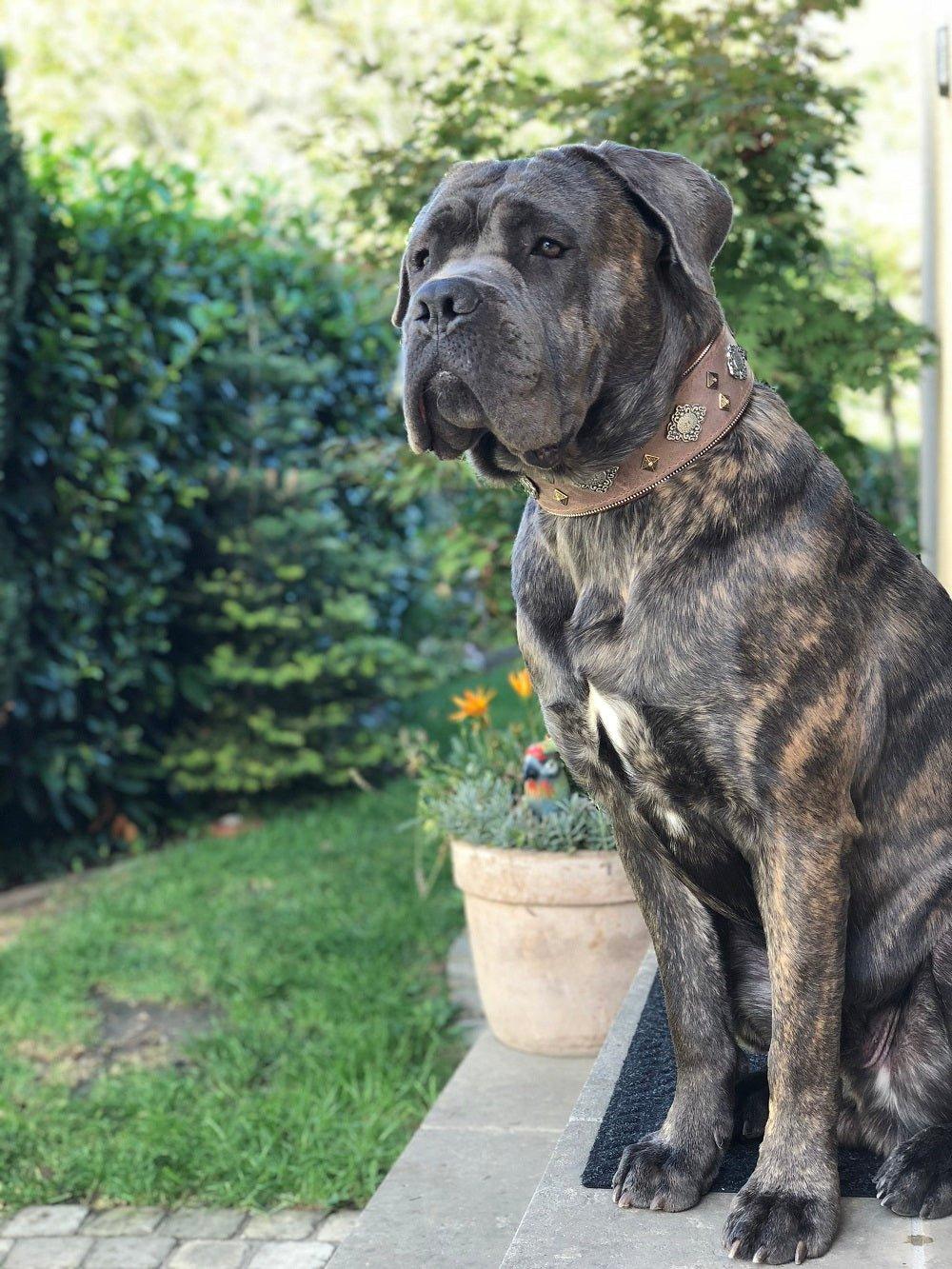 Aztec Grey Adjustable Dog Collar – All Breeds