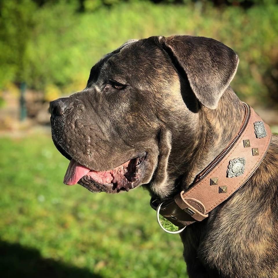 Aztec Grey Adjustable Dog Collar – All Breeds