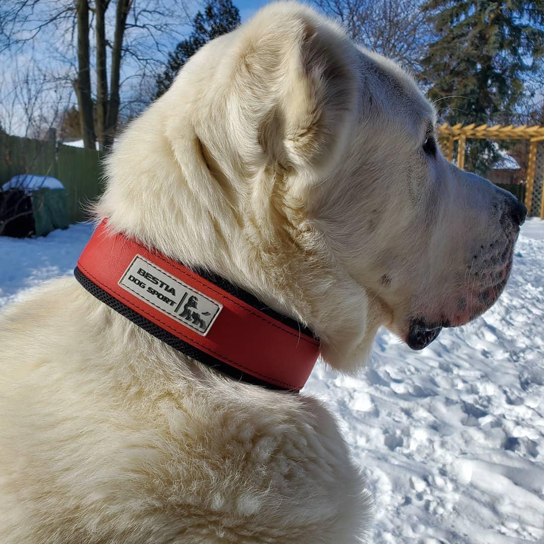 Bestia Dog Sport Collar – Red
