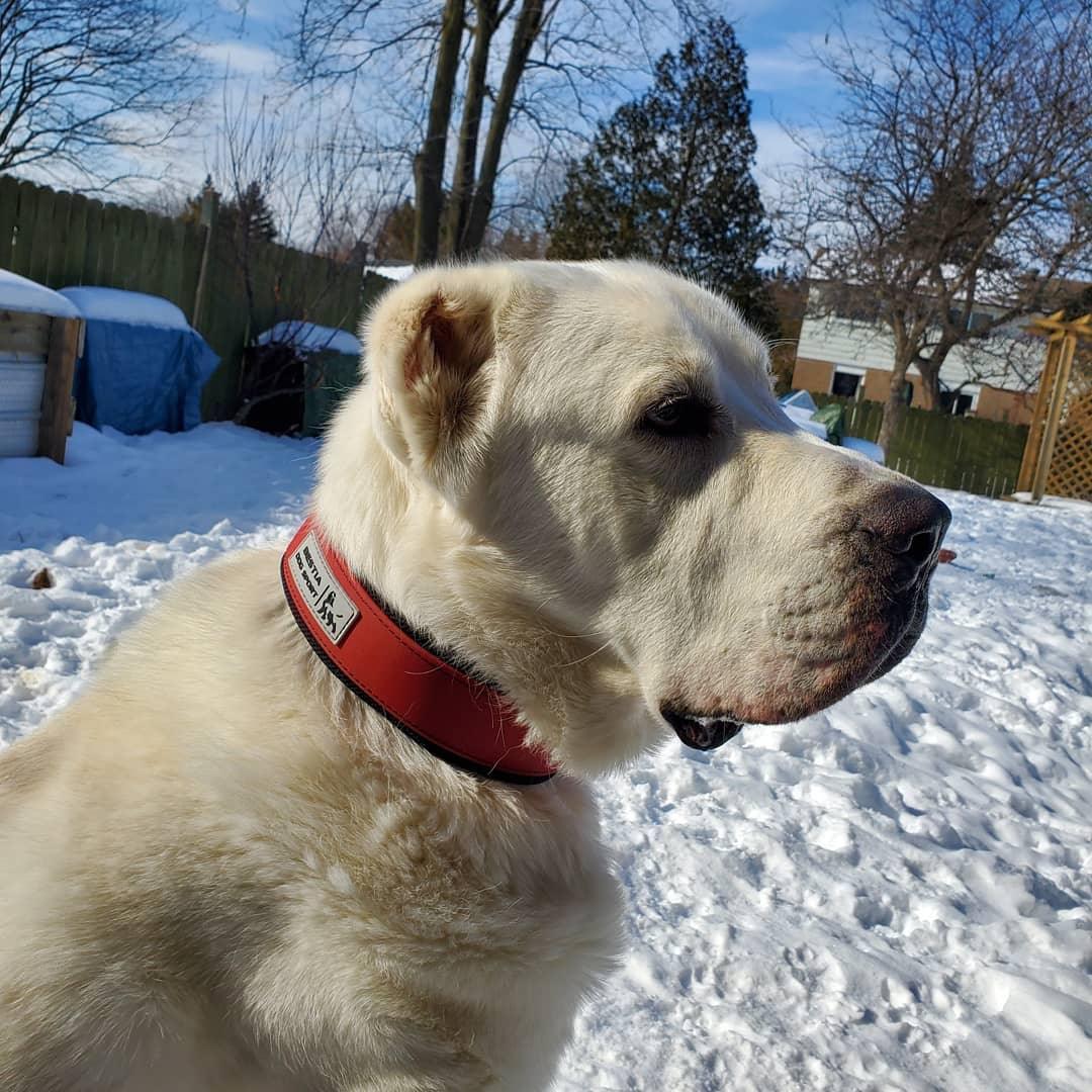 Bestia Dog Sport Collar – Red